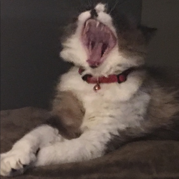 Meet your Posher, Tina - Picture 1 of 1